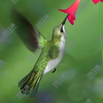 images/goods_img/202105073/Humming Bird/1.jpg